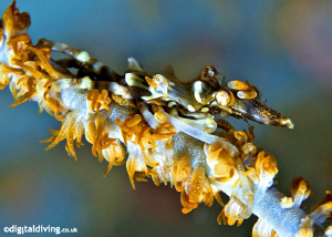Xeno Crab on Whip Coral. Taken with D200 and 105mm lens by David Henshaw 